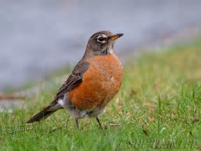 photo of a robin standing in grass