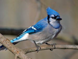 photo of a bluejay sitting on a branch