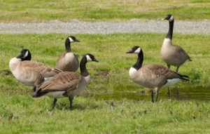 photo of five geese standing in grass