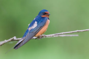 photo of a blue and orange barn swallow sitting on a branch