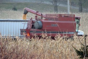 2009 harvest002