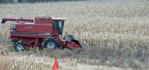 2009 harvest003