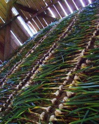 photo of rows and rows of freshly pulled garlic