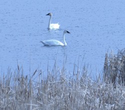 photo of 2 white swans on a lake