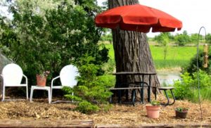 photo of an ourdoor landscape with a large tree trunk, picnic table with red umbrella, and other white chairs