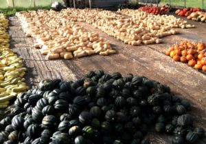 photo of a lot with piles of picked squash, gourds, and pumpkins