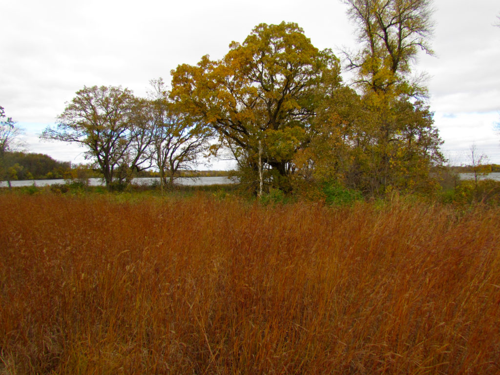 The grasses are in full color