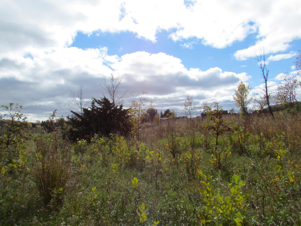 There are tons of plants, trees, and grasses