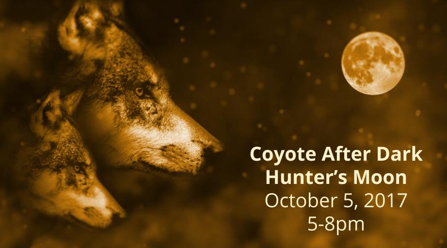Coyote After Dark October Hunter's Moon