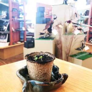 In honor of Earth Day weekend we'll be giving away a free organic basil plant seedling with any purchase (until we run out).