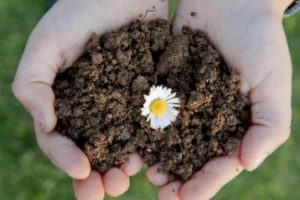 Hand holding dirt with a white and yellow daisy 