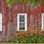 Barn and Lilies