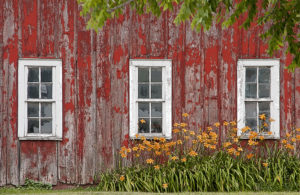 Barn and Lilies