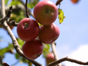 a horizontally framed photograph shows four apples